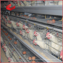 96 Birds Poultry Battery Cages For Sale